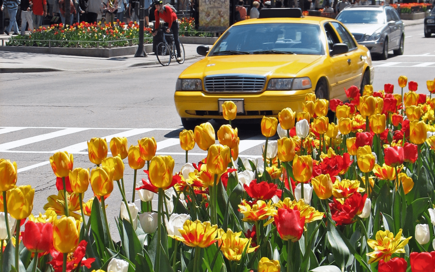 Tulips of Michigan Avenue